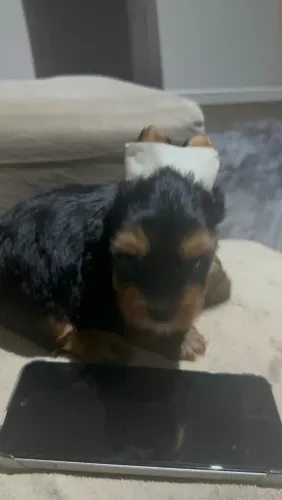Vende-se filhote de yorkshire mini macho