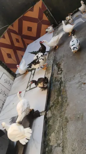 Patos