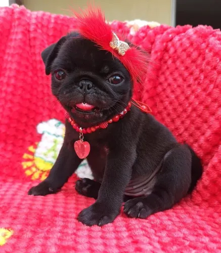 PUG FÊMEA MINI A PRONTA ENTREGA