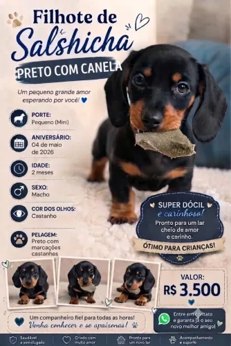 Filhote de salsicha preto com canela.