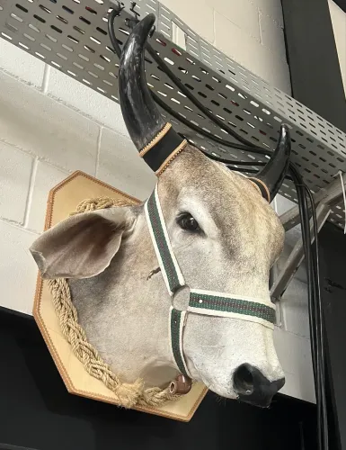 Cabeça de boi decorativa com pingômetro taxidermia empalhado 