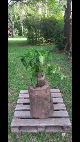 Trepadeira Singnônio 