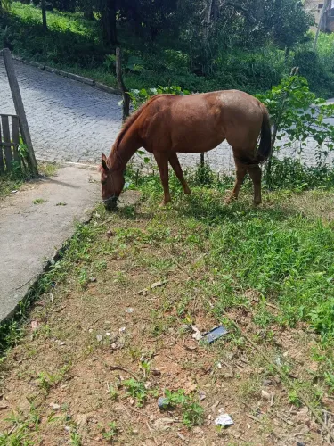 Cavalo