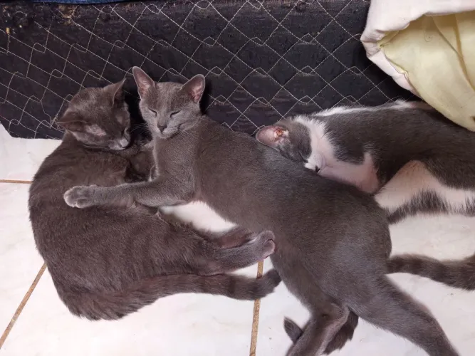 Doação de Gato Korat