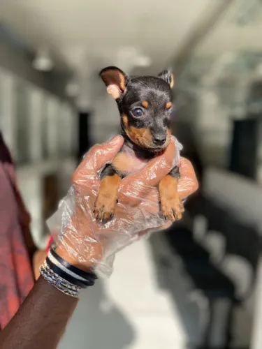 Pinscher Miniatura - Difícil escolher só uma