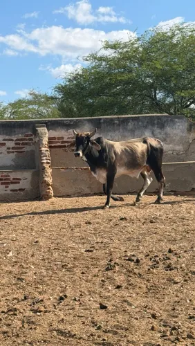 Vendo GADO macho: Touros
