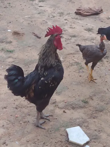 Galinha caipira