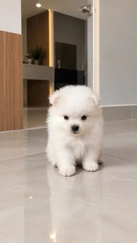 Lulu da pomerania mini