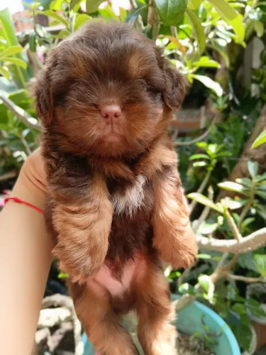 Vende esse cachorro shitzu 