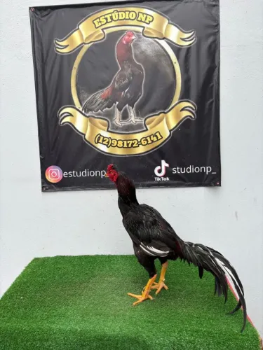 Galo índio