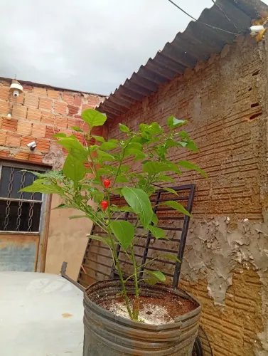 Pimentas biquinho 