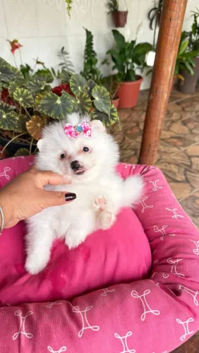Spitz Alemão lindo demais 