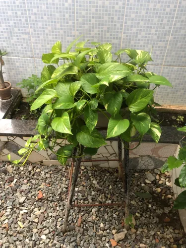 Planta