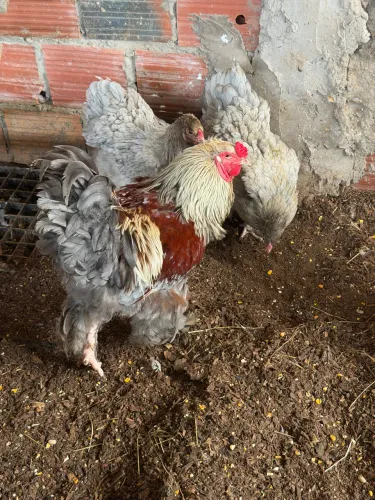 Galos e Galinhas Matriz Brahma