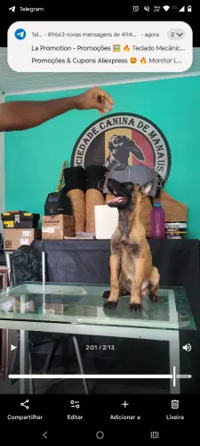 Pastor Belga Malinois 