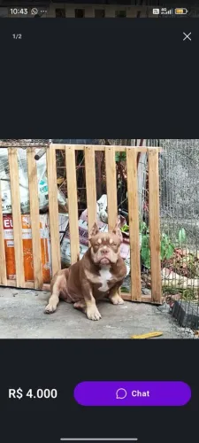 Filhote American bully tri