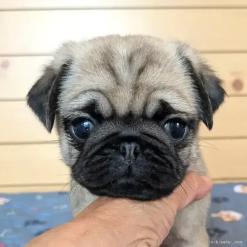 Neném pug dócil saudável de linhagem robusta para companhia e casa