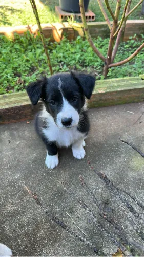 Filhote de Border Collie!