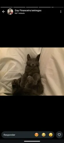 Filhotes de Russian blue