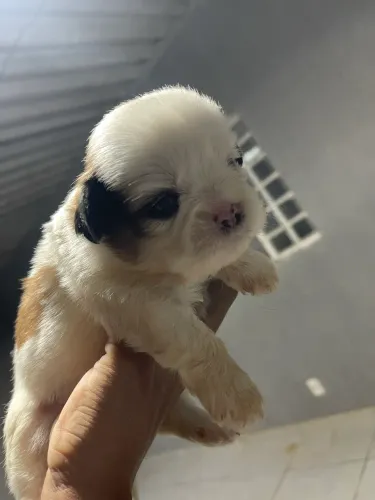 FILHOTES DE Shih Tzu