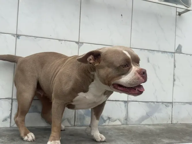 Fêmea American Bully Tri Lilac