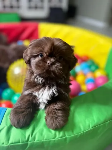 Shih Tzu O começo de uma amizade para a vida toda