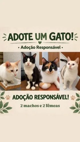 Doação de gatos