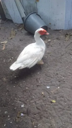 Pato branco 