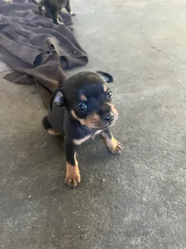 Filhote de pinscher 1 macho puro