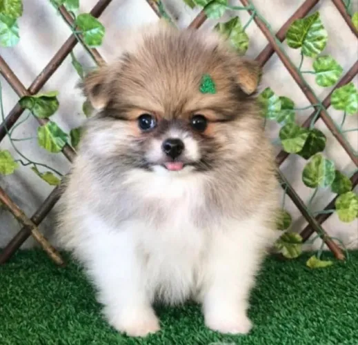 Bebê-lo Lulu da Pomerania machinho parcelamos até 18 