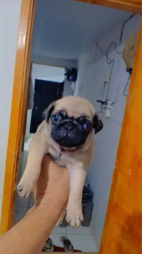 Cachorro 