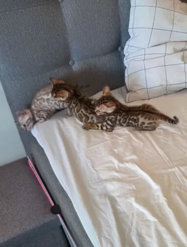 Bengal Cat Filhotes
