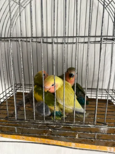 Gaiolas de pet