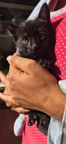 Gatos Doação 