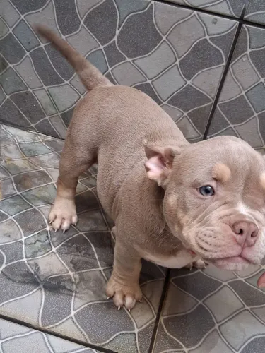 FILHOTES DE AMERICAN BULLY MICRO