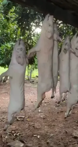 Vendo leitão abatido