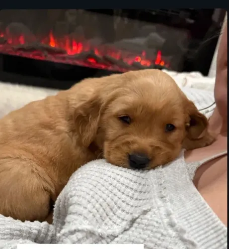 Filhotes de Golden Retriever | Filhotes cheios de luz.