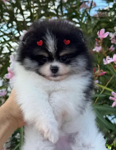     O presente perfeito para o seu amor tem focinho e muito carinho ? - Lulu da pomerânea