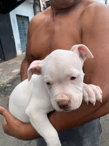 Filhote de pitbull fêmea