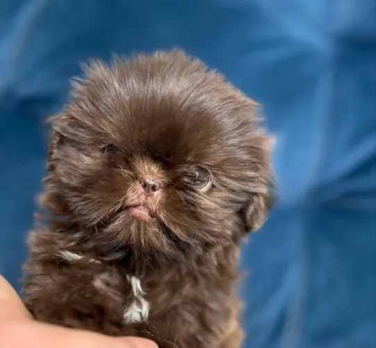 Shihtzu baby face macho chocolate um luxo