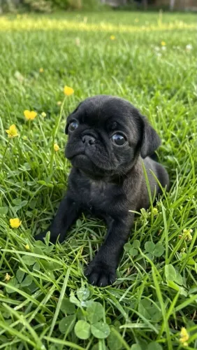 Lindos pug macho