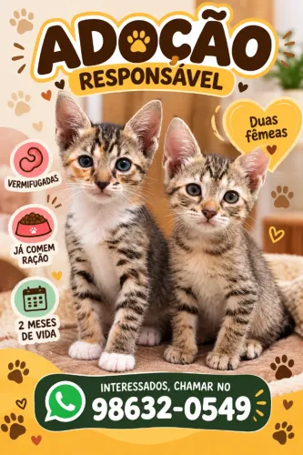 Gatinhas para doação