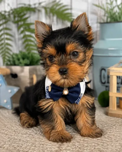 Super lindinho filhotes de Yorkshire macho mini