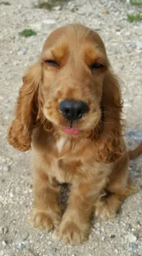 Cocker Spaniel Inglês Um amigo que escolhe você