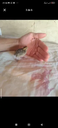 Filhotes de codorna