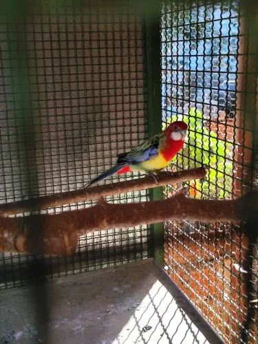 Filhote de rozela de um ano sem sexagem  600 reais 