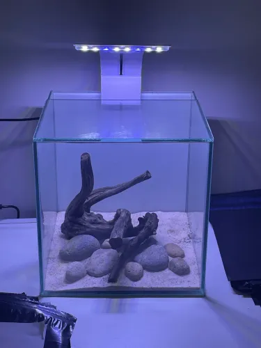 Aquário AFX 20x20x20 - Ideal para Betta