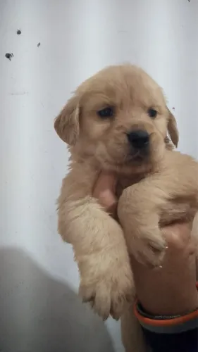 Golden Retriever de Excelente Linhagem