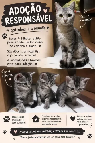 Doação de filhote de gato 1 mes são lindo