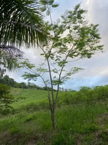 Flamboyant Adulto - 4 Metros (Canelinha)